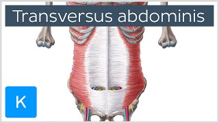 Transversus Abdominis Muscle Function amp Origins  Human Anatomy  Kenhub [upl. by Nitin]