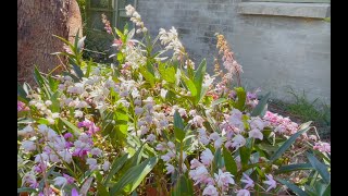 How to Grow Australian Native Orchids Dendrobium kingianum [upl. by Tirza]