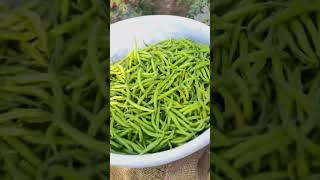 seminis chilli farming shortvideo [upl. by Penney]