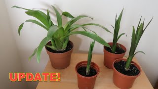 Bromeliad Propagation Update  Check Out These Guzmania Pups [upl. by Illak]