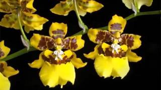 Oncidium Orchid  Identify Breed By Picture  Flower Oncidium Orchid [upl. by Janeta]