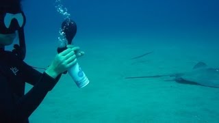 Freediving with balloons Weird Science Experiment 4 [upl. by Evetta936]