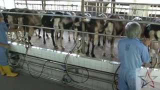 Wild Singapore Hay Dairies Goat Farm [upl. by Kataway]