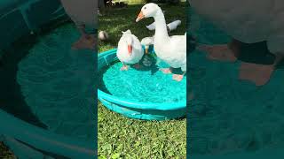 Have you ever raised Embden Geese They are so curious and so much fun to raise meyerhatchery [upl. by Akcired879]