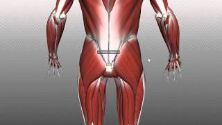 Muscles of the Gluteal Region  Part 1  Anatomy Tutorial [upl. by Fulmis]