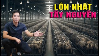 Trại Nuôi Chồn Lớn Nhất Tây Nguyên Chăn Nuôi Cầy Mốc Được Hỗ Trợ Vốn Chăn Nuôi [upl. by Gomer]