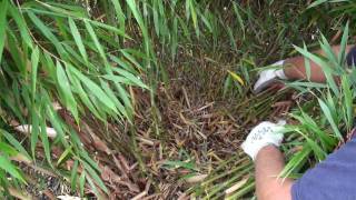 How to prune a clumping bamboo [upl. by Church]