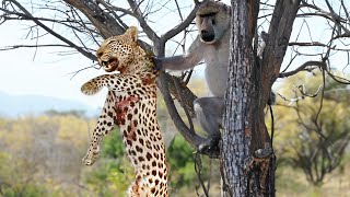 When Baboons Fiercely Attack a Leopard [upl. by Miru]