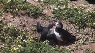 Puffin with a puffling [upl. by Sneed]