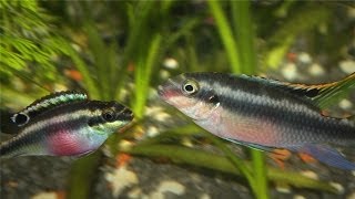 Kribensis Cichlid Pelvicachromis pulcher Breeding [upl. by Hedwig]