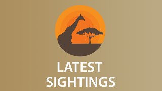 Latest Sightings  Watch the Latest Exclusive and Most Incredible Wildlife Footage [upl. by Sylvanus922]