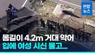 여성 시신 물고 다닌 4m 악어…미 당국 안락사 처리 연합뉴스 Yonhapnews [upl. by Ase]