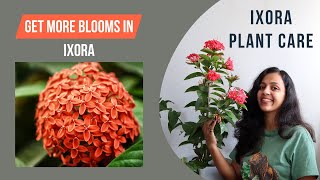 How to Grow and Care for Ixora Plant  Best Flowering Plant [upl. by Mini]