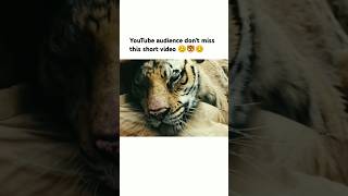 YouTube audience dont miss this short video 😊🐯😊 song bollywood love trending viralsong [upl. by Aneerhs202]