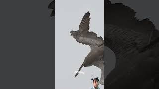 Peregrine Falcon in action falcons peregrinefalcon birdsofprey birdsofyoutube birdlovers wild [upl. by Frisse]