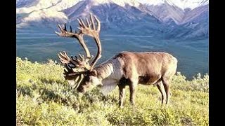 Alaska Caribou Hunt  Twisted Tines Ranch ProStaff [upl. by Azne826]