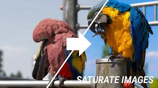 Improve Colors Using Photoshop  Better Way To Saturate Images In Photoshop  Photoshop Tutorial [upl. by Paver157]