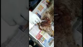 Removing maggots from a maggot wound on the dogs ear  Fionas rescue [upl. by Annahavas162]