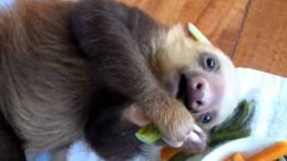 Baby sloth eating [upl. by Beitch]