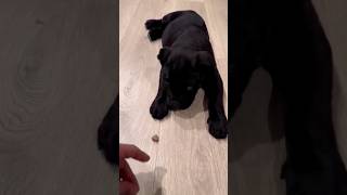 good boy  Memorizing lesson  getting trained shorts canecorso mastiff guarddog [upl. by Boudreaux79]