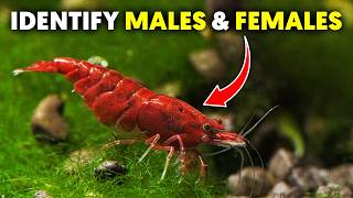 Neocaridina Shrimp 🦐 Quick Guide To Sexing Red Cherry Shrimp [upl. by Nakasuji]