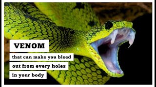 Deadly Boomslang Snake  Venom Can Make You Bleed From Every Holes On Your Body  Agent Knowledge [upl. by Spohr302]