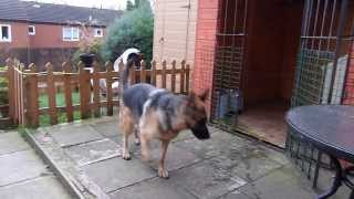 German Shepherd On Guard Alert Barking [upl. by Newmark]