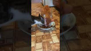 Purina Fancy Feast Cat Food Review Is It Worth It [upl. by Tnelc837]