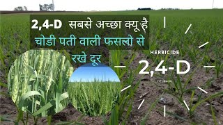 HOW TO USE 24D  24D CHEMICAL USE IN HINDI  24D के फायदे  24D के नुकसान  24D की किम्मत [upl. by Darwen]