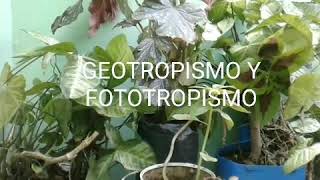 Tropismo de las plantas [upl. by Modeste498]