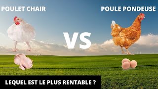 POULET CHAIR VS POULE PONDEUSE  Lequel est le plus profitable [upl. by Yonah]