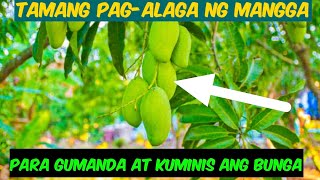 Paano ang Pagkontrol sa mga pesteng insekto ng manggaAgri Crops Doc [upl. by Nomelihp849]