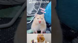 Cute hamster  Funny hamsters 13 funnypets [upl. by Lash]