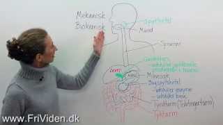 Biologi Fordøjelsessystemet [upl. by Wearing]