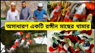 aquarium fish price in Bangladesh।small fish farm। aquarium price in Bangladesh। fish video।aquarium [upl. by Earissed977]