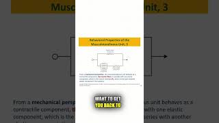 What Can Modeling the Musculotendinous Unit Teach Us About Muscle Function [upl. by Asfah479]