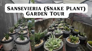 Sansevieria  Snakeplant Garden Tour [upl. by Maddie]