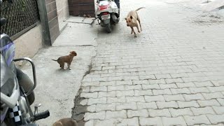 Mother Dog attacked Stray Puppy [upl. by Aihsrop29]