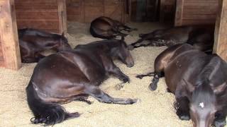 Horses Peacefully Farting and Snoring [upl. by Nilo872]