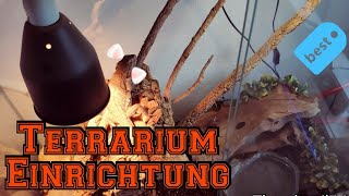 Bartagame Terrarium Einrichtung  Haltung von Bartagamen [upl. by Carmel56]