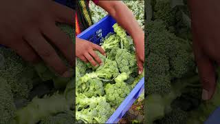 🥦 Broccoli farming ki polio houseshrots broccoli indianfarmer viralreels short indianfarmer [upl. by Nisbet]