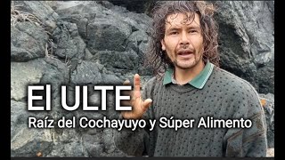 DOCUMENTAL Recolección del ULTE raíz del COCHAYUYO y Súper Alimento con Jesús el Místico [upl. by Wallas]