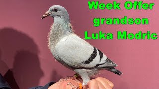 Week Offer with Grandson Luka Modric SOLD [upl. by Yelrebmik]