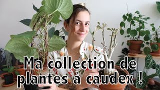 Toute ma collection de caudex au complet [upl. by Agemo]