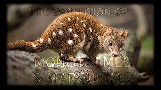 The Evolution of Monotremes and Marsupials 🦘 [upl. by Kelbee641]