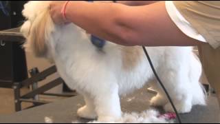 How to Use Clippers when Grooming a ShaggyHaired Dog  Dog Grooming [upl. by Ultann]