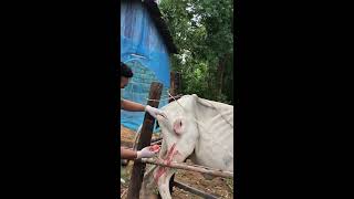 How to treat abscess cowHow To Treat Two Abscess In Cows Leg Watch How Veterinary Doctor Helps [upl. by Siraf781]