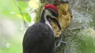 Pileated woodpecker [upl. by Yrral340]