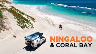 NINGALOO REEF AUSTRALIA  Better than GREAT BARRIER Road Trip CORAL BAY [upl. by Ravid]