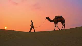 The Living World  desert adaptations  Camels [upl. by Halli]